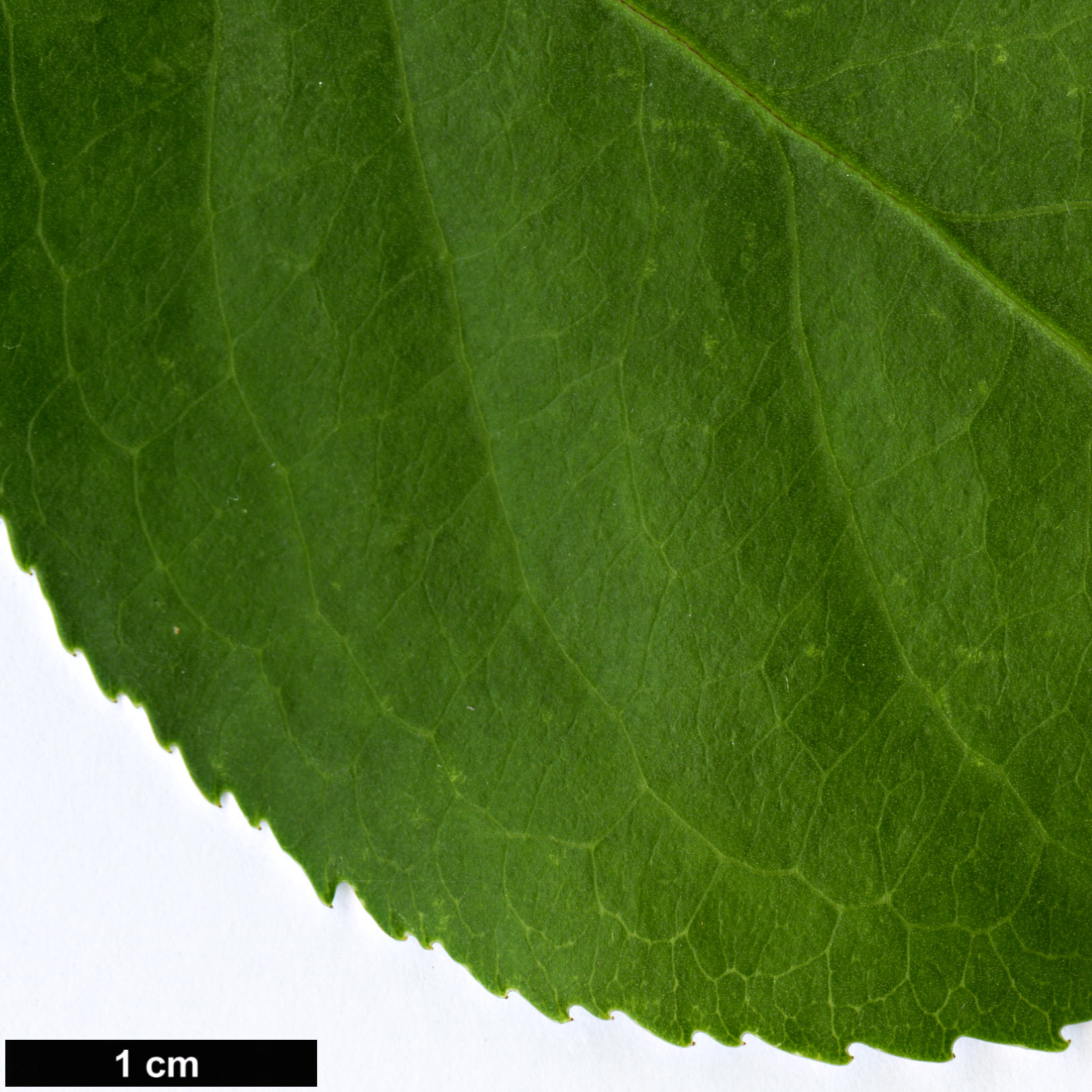 High resolution image: Family: Celastraceae - Genus: Euonymus - Taxon: bungeanus - SpeciesSub: f. pendulus